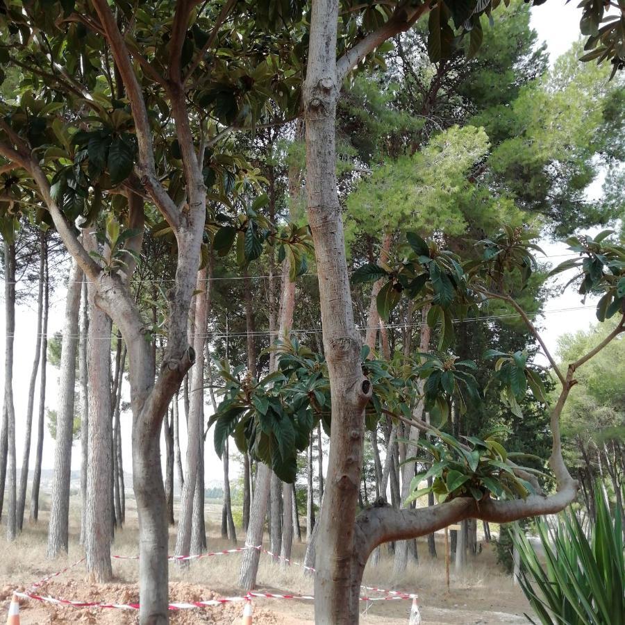 Valmuel Casa Rural Los Pinos المظهر الخارجي الصورة